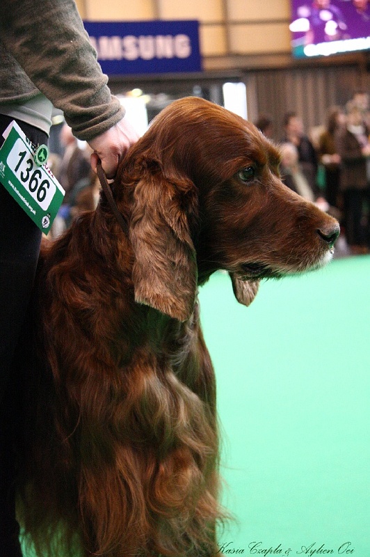 Crufts2011 813.jpg